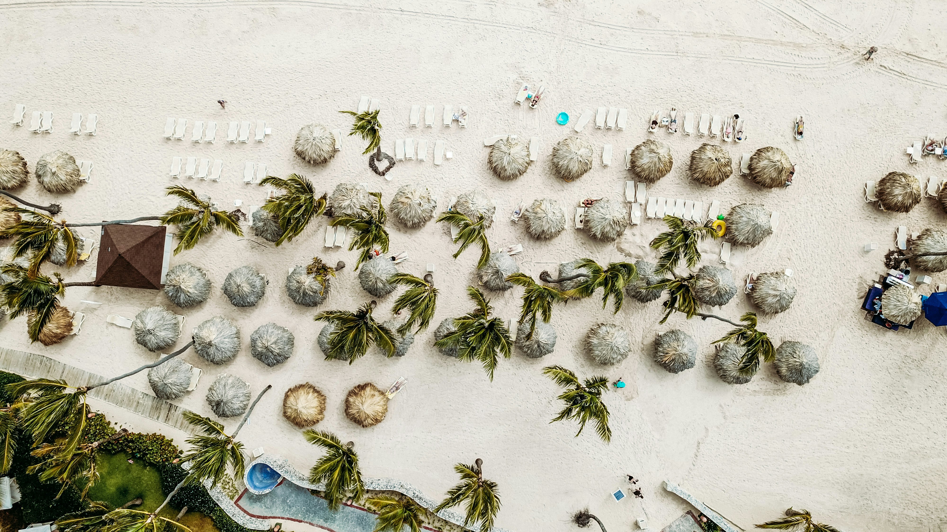 aerial view of palm trees